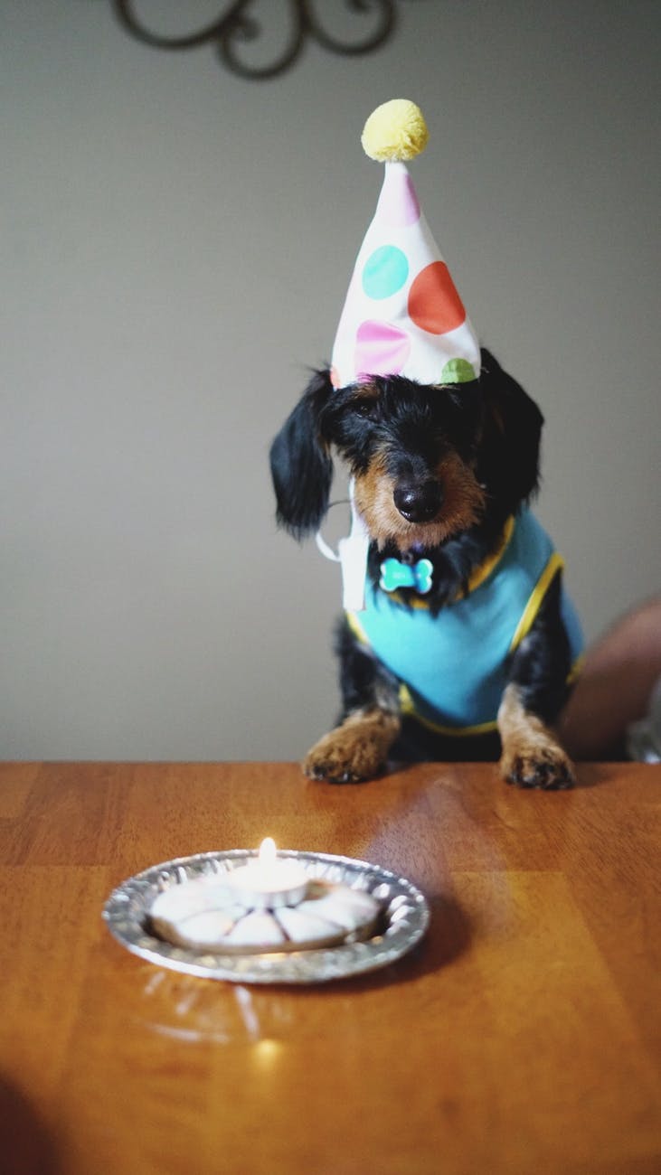 black and brown long coated dog birthday