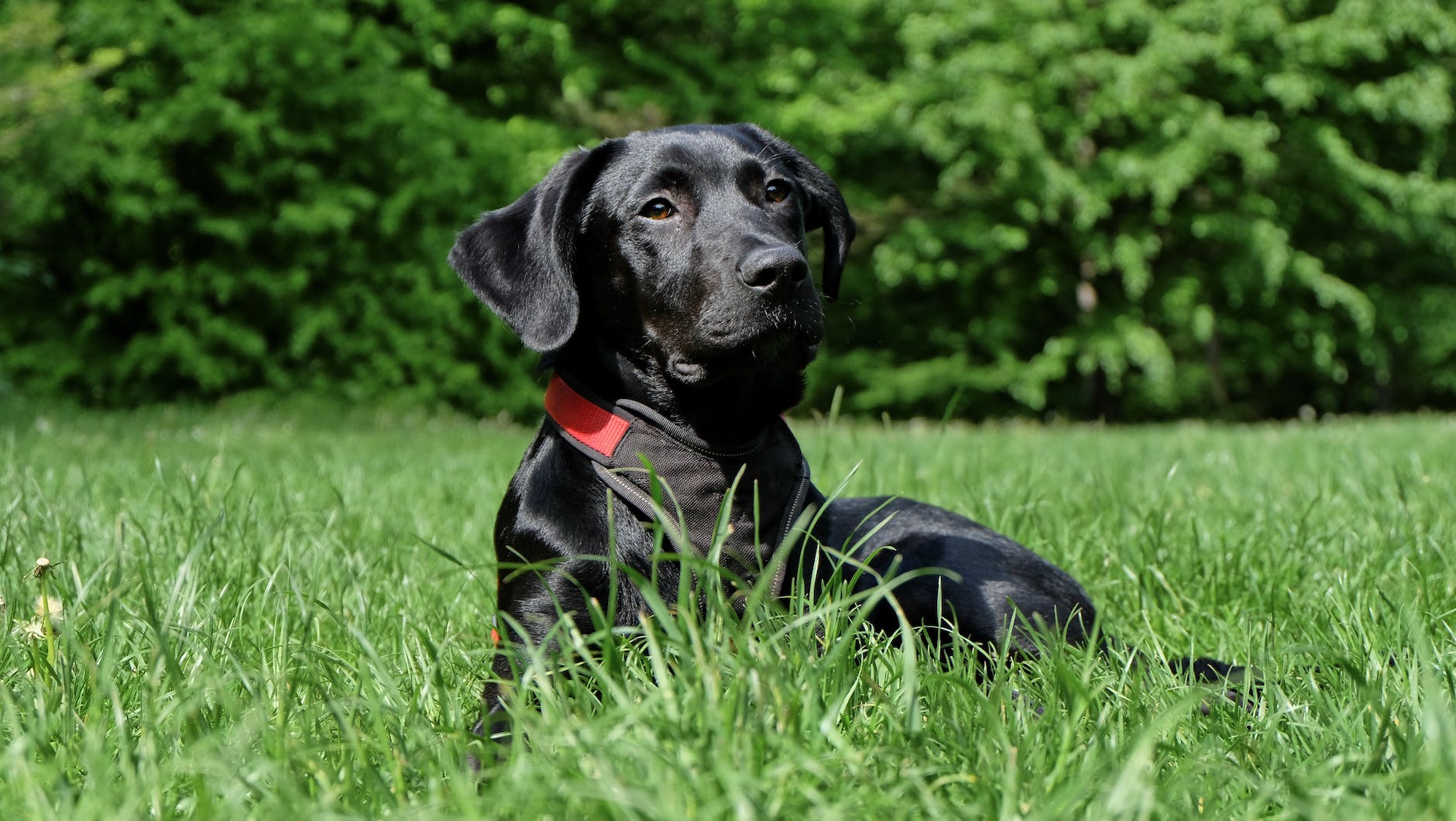 black labrador retriever lying on grasses