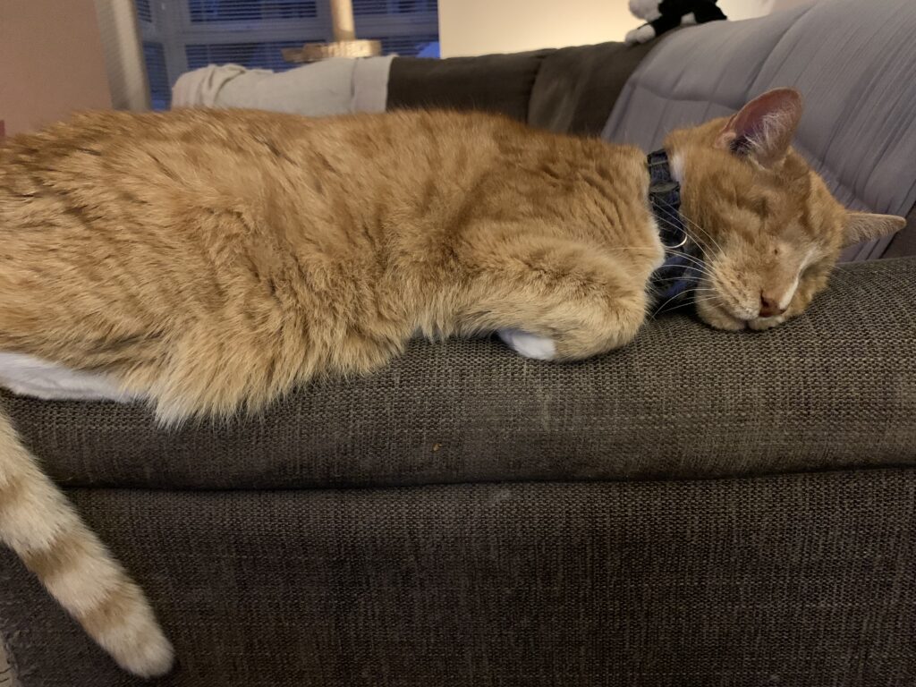 A ginger and white cat sleeping on a couch