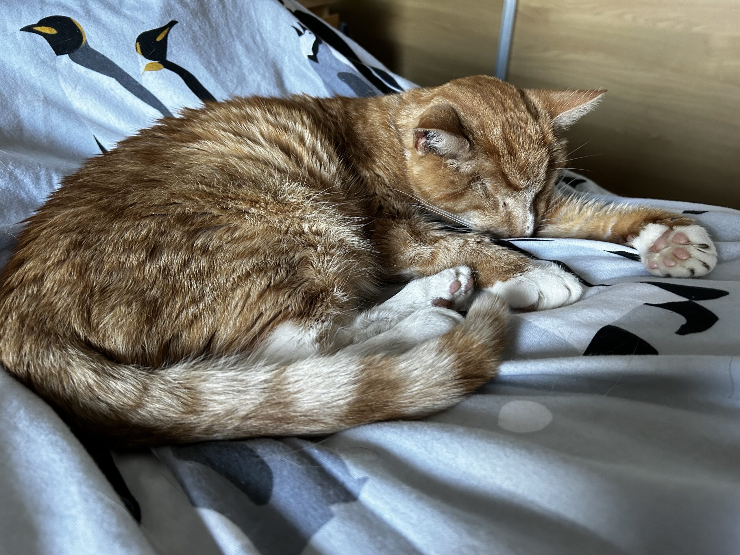 A ginger and white cat lying on the bed