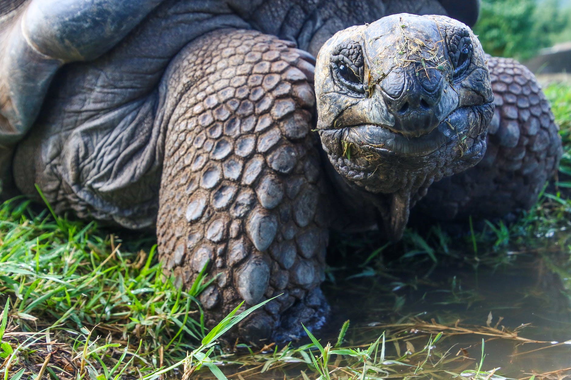 closeup photo of galapagos tortoise. Slow and steady, ways to beat dysthymia