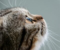 Curiosity Killed The Cat – Let’s Hope I Have 9 Lives!